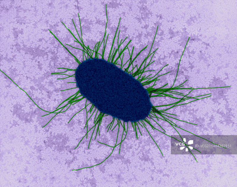具有菌毛的大肠杆菌透射电镜照片图片素材
