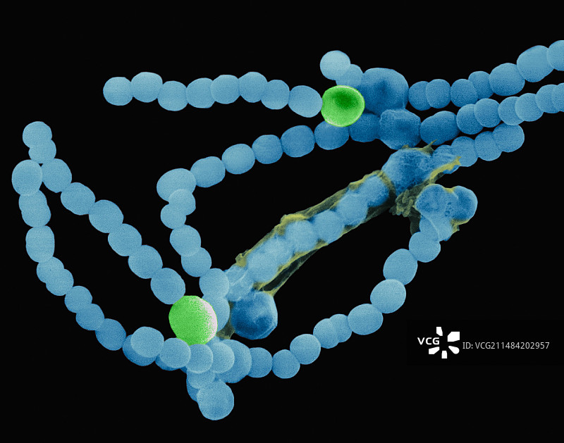 蓝藻扫描电镜图像图片素材