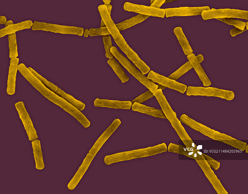 巨大芽孢杆菌扫描电镜图图片素材