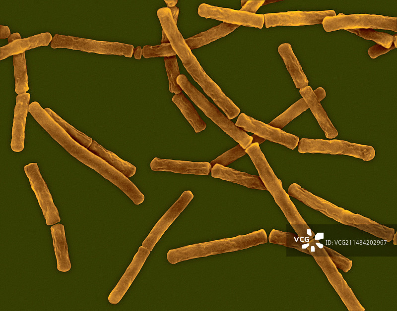 巨大芽孢杆菌扫描电镜图图片素材