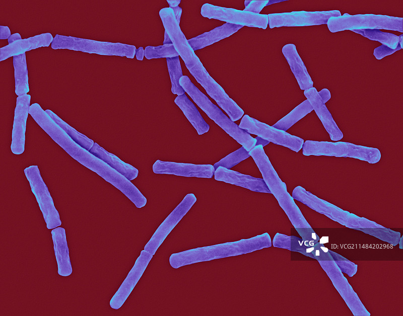 巨大芽孢杆菌扫描电镜图图片素材