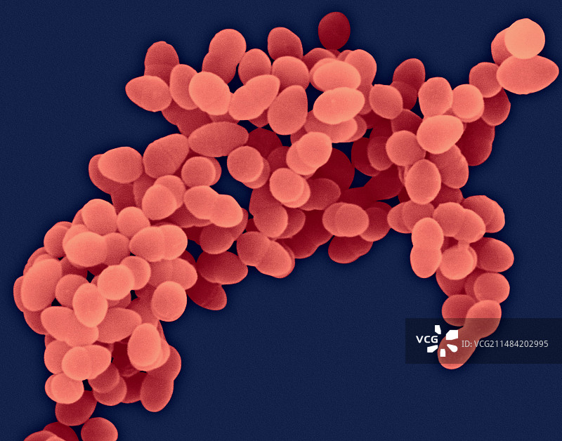 金黄色葡萄球菌，扫描电镜图片素材