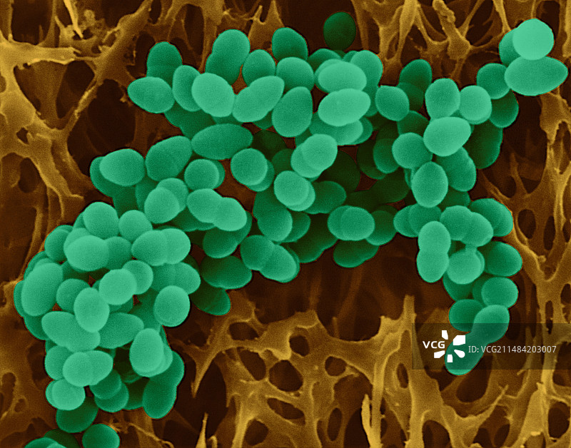 金黄色葡萄球菌，扫描电镜图片素材