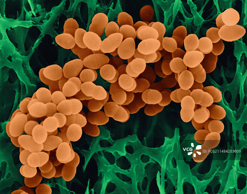 金黄色葡萄球菌，扫描电镜图片素材