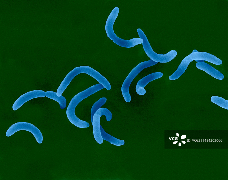 霍乱弧菌扫描电镜图图片素材