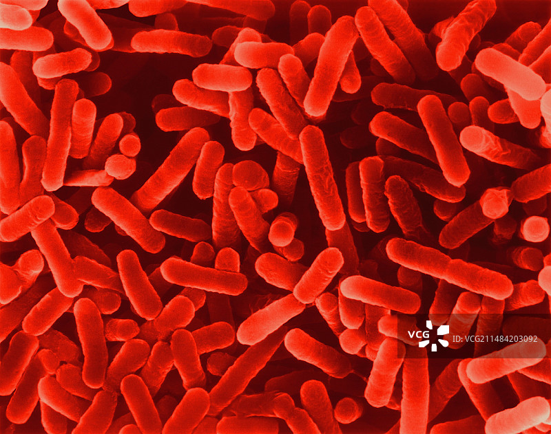 嗜肺军团菌细菌扫描电镜图图片素材