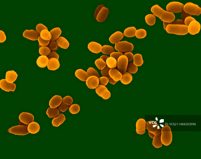 布鲁氏菌，球杆菌原核生物，扫描电镜图片素材
