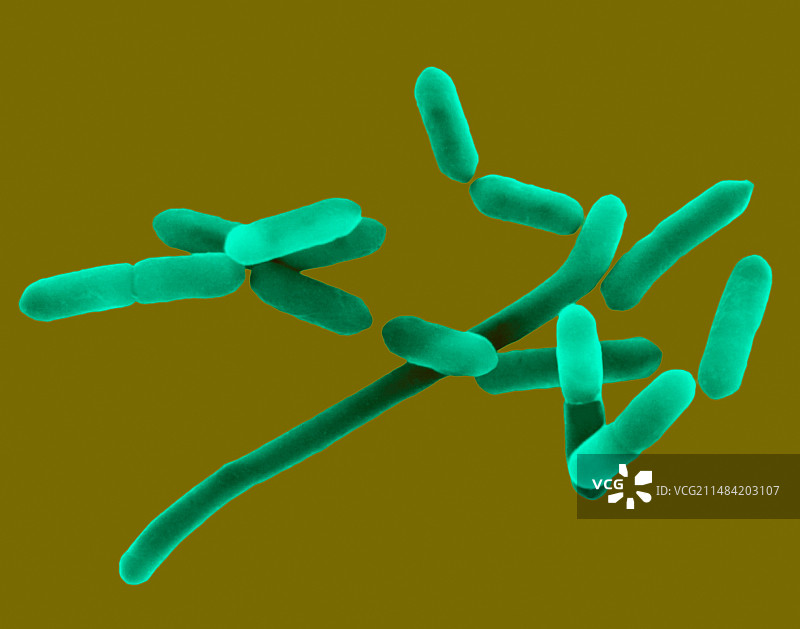 单增李斯特菌，细菌，扫描电子显微镜照片图片素材