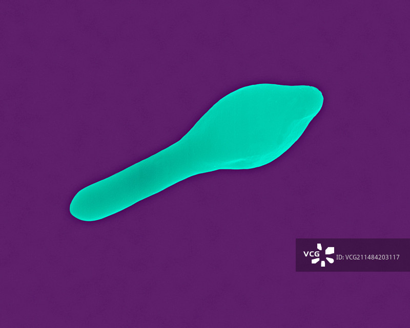 肉毒梭菌扫描电镜照片图片素材