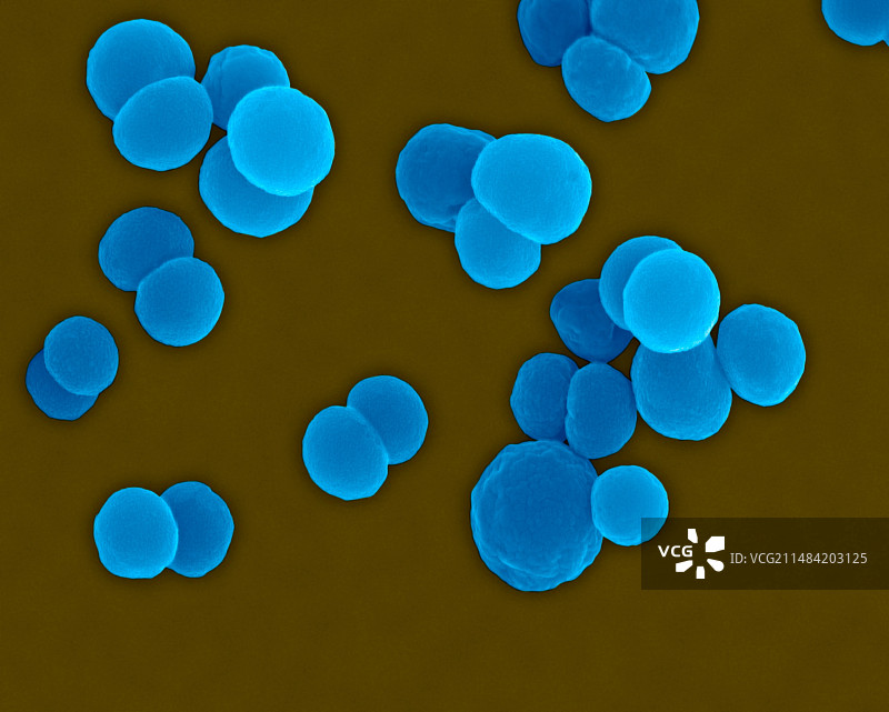 脑膜炎奈瑟菌，球菌原核生物，扫描电子显微镜图片素材