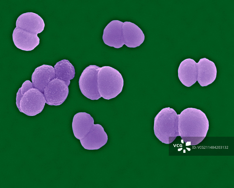 淋病奈瑟菌，球菌原核生物，扫描电镜图片素材