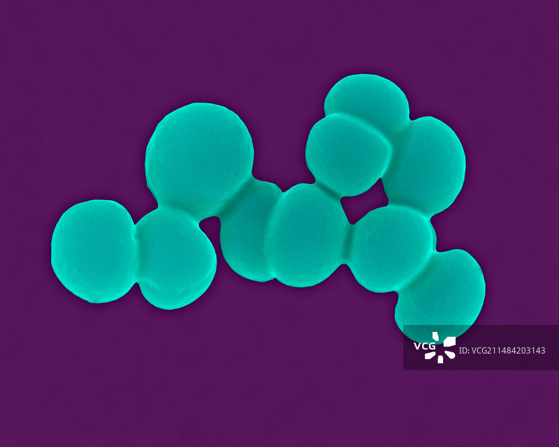 金黄色葡萄球菌，球菌原核生物，扫描电镜图片素材