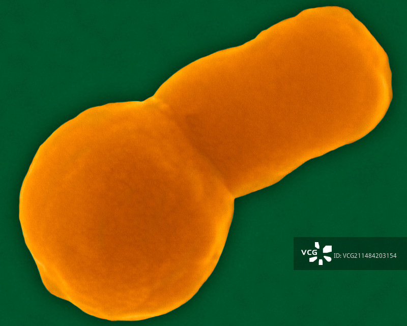 流感嗜血杆菌（扫描电镜）图片素材