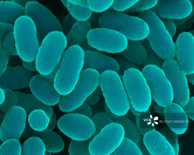 口腔链球菌，球菌原核生物，扫描电镜图片素材