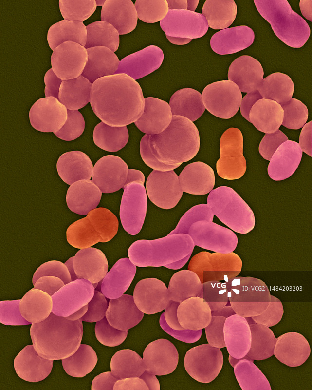 流感嗜血杆菌（扫描电镜）图片素材