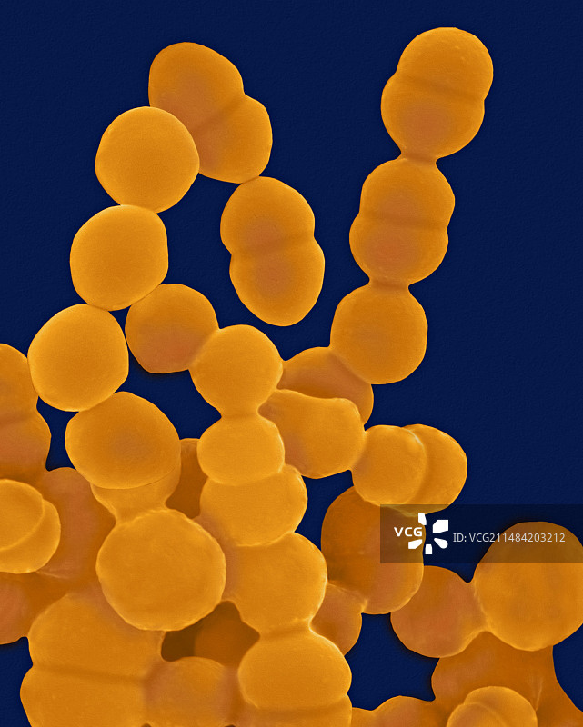 表皮葡萄球菌，SEM图片素材