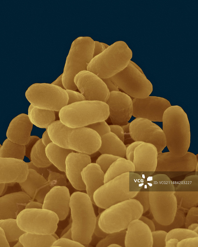 百日咳博德特氏菌扫描电镜图图片素材