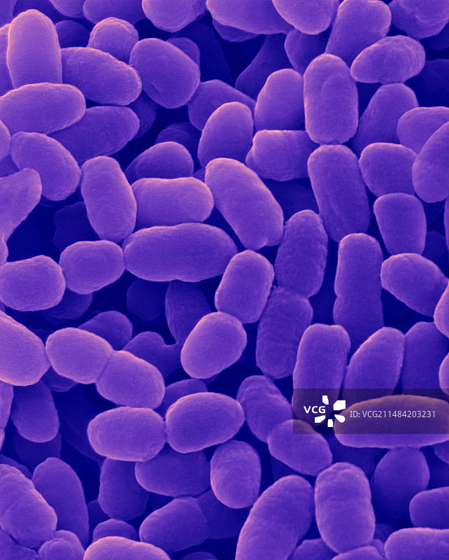 支气管败血波氏杆菌扫描电镜图图片素材