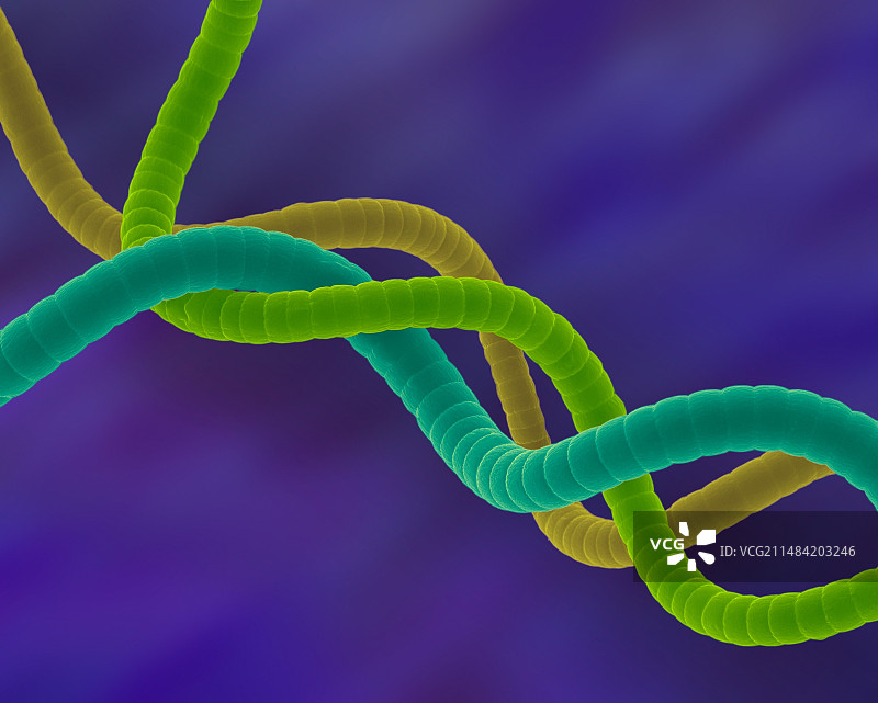 螺旋藻的扫描电镜图像图片素材