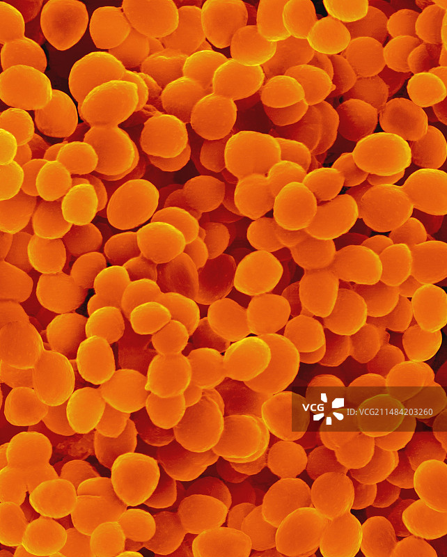 黏液葡萄球菌，扫描电镜图片素材