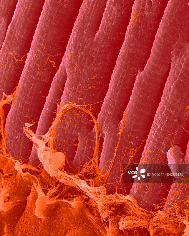 心肌纤维，扫描电子显微镜图片素材