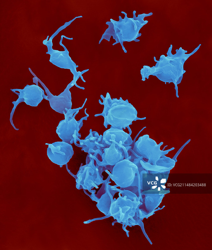 活化血小板（扫描电镜图）图片素材