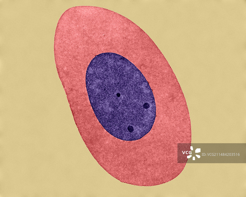 人类成红细胞，透射电镜图片素材