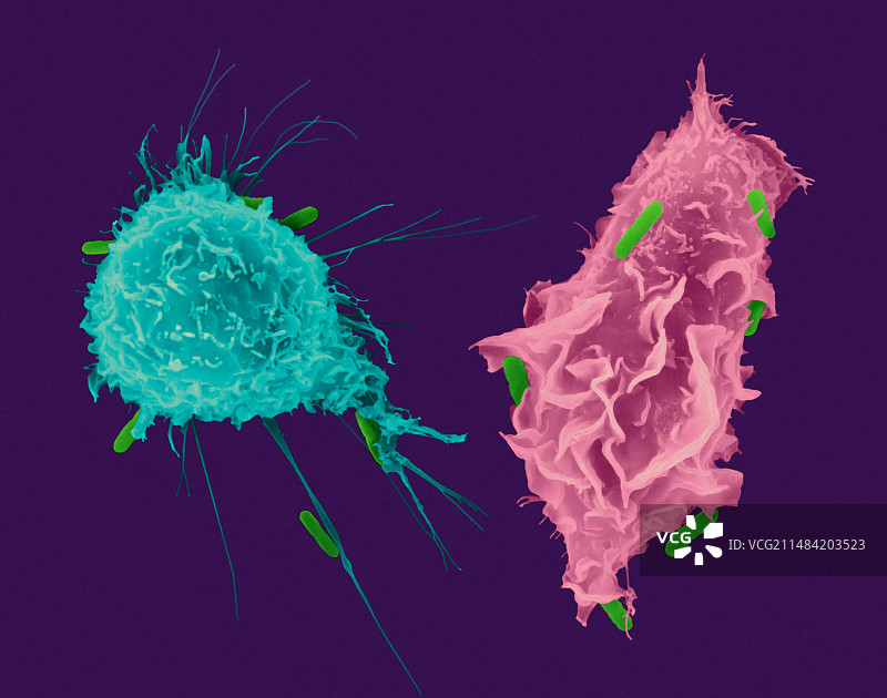 巨噬细胞和单核细胞的吞噬作用，扫描电镜图图片素材