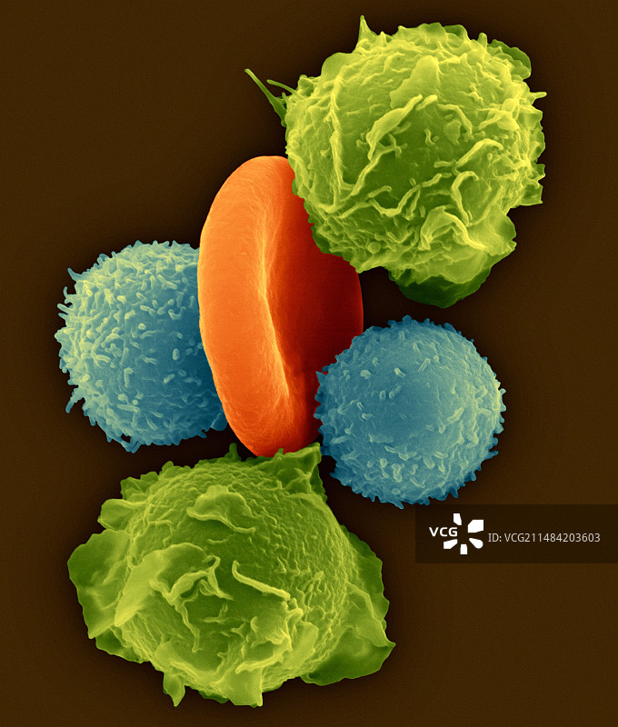 中性粒细胞、T淋巴细胞和红细胞扫描电镜图图片素材