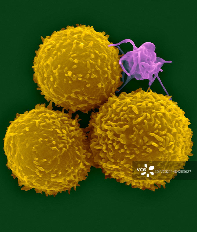 人T淋巴细胞和活化血小板，扫描电镜图片素材