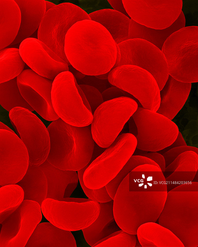 低渗溶液中的红细胞扫描电镜图图片素材