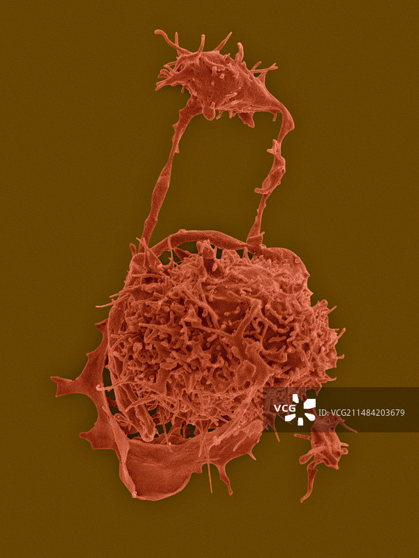 巨核细胞和血小板形成扫描电镜图图片素材