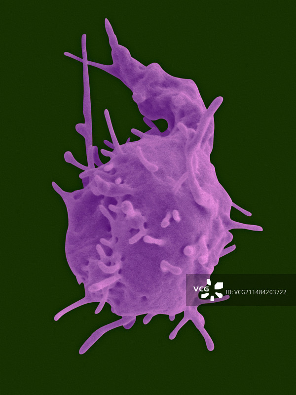 成熟的血小板扫描电镜图图片素材