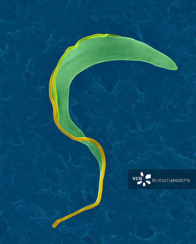 锥虫鞭毛体原虫扫描电镜图片素材