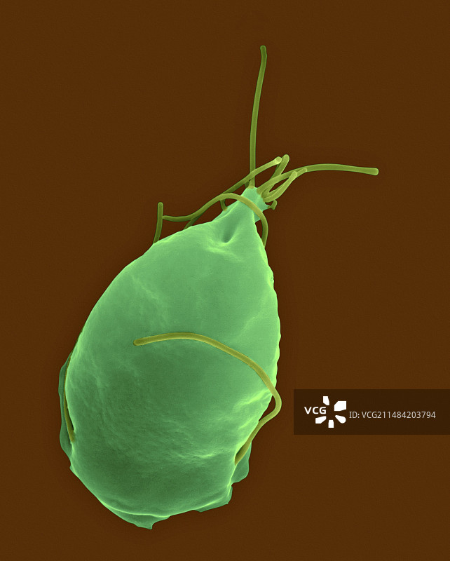 兰氏贾第鞭毛虫寄生原生动物扫描电镜图片素材
