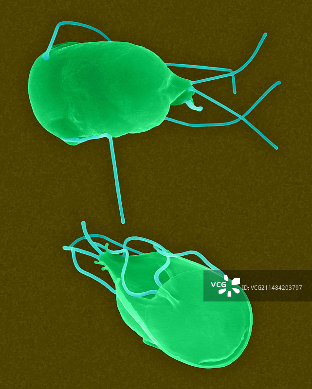 贾第鞭毛虫寄生原生动物，扫描电镜图片素材
