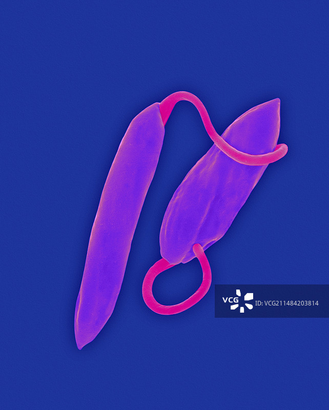 寄生性原生动物前鞭毛体（扫描电子显微镜）图片素材