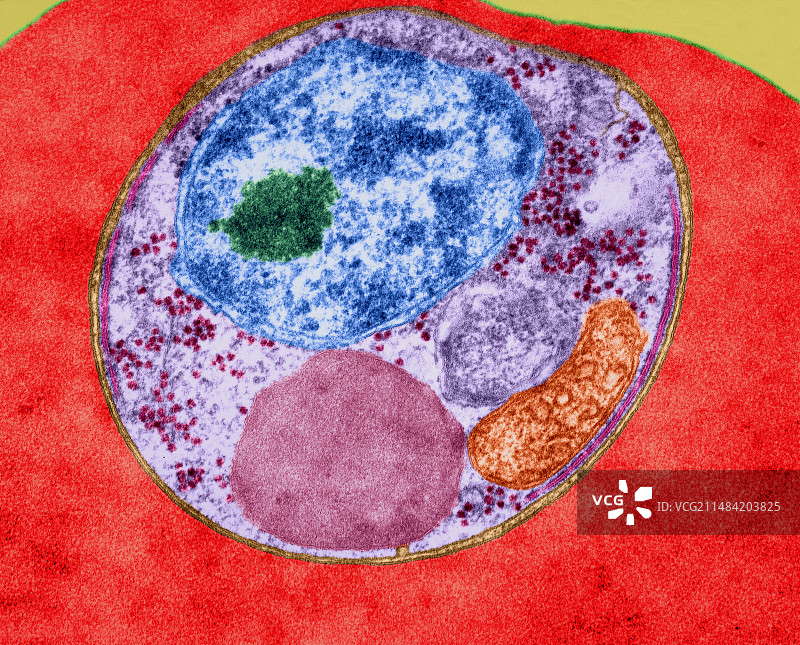 恶性疟原虫（电镜）图片素材