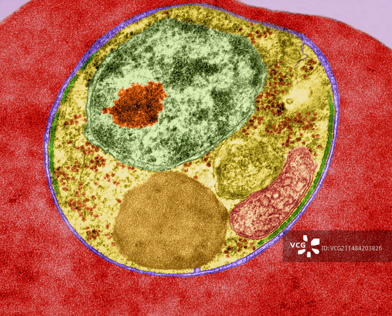 恶性疟原虫（电镜）图片素材