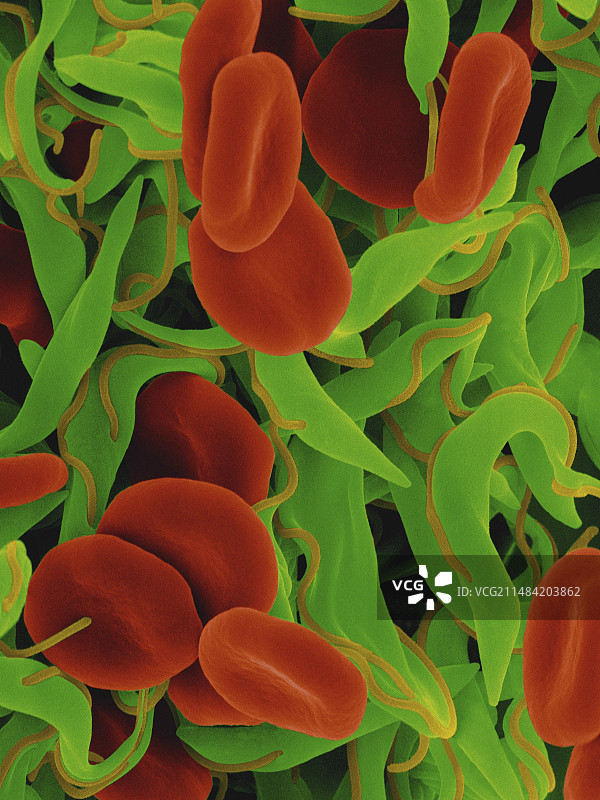 锥虫和红细胞扫描电镜图图片素材