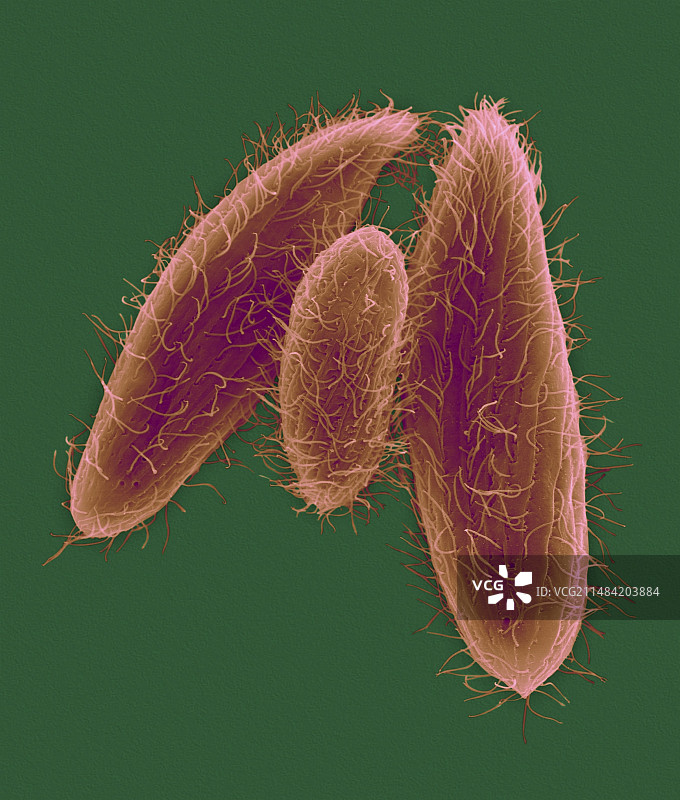 纤毛原生动物（嗜吞四膜虫），扫描电子显微镜图片素材