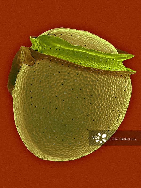 圆形甲藻扫描电镜图图片素材