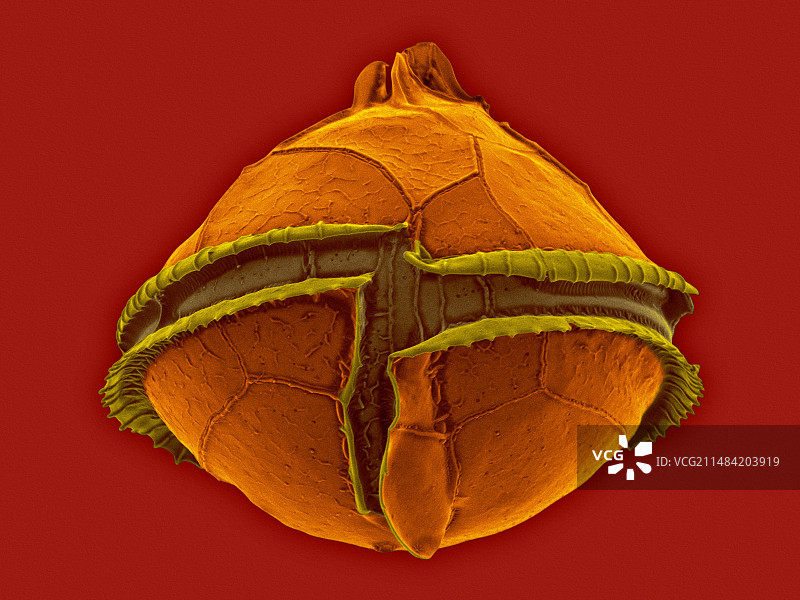 异养甲藻（Oblea sp.），扫描电镜图图片素材