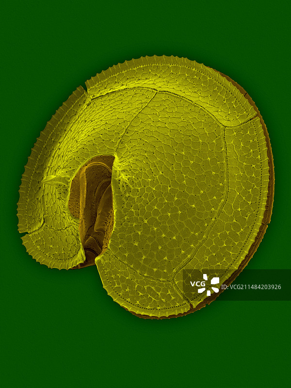 异养甲藻Protoperidinium sp.，扫描电镜图片素材