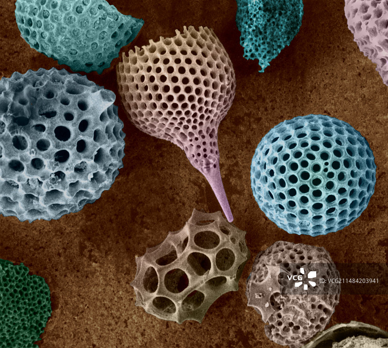 放射虫测试，扫描电子显微镜图片素材