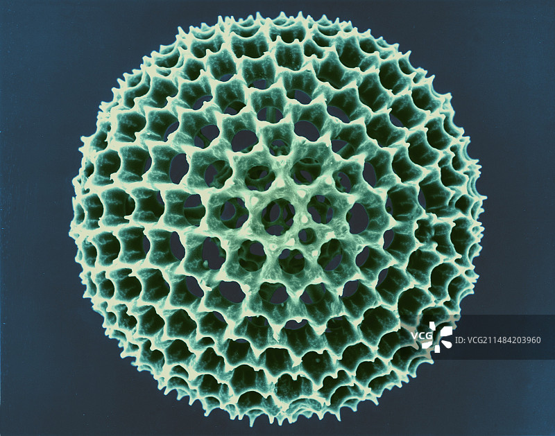 放射虫测试，扫描电镜图片素材
