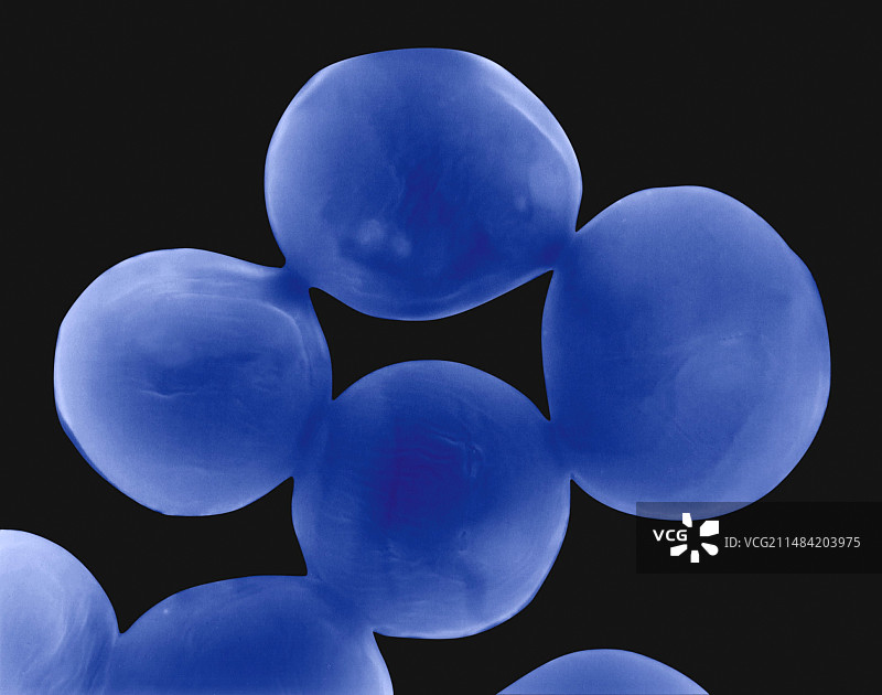 小隐孢子虫原生动物扫描电镜图图片素材