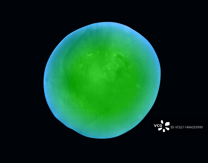 小隐孢子虫原生动物扫描电镜图图片素材