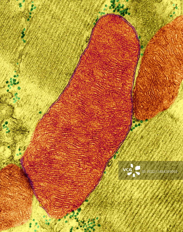 心肌细胞线粒体，透射电镜图片素材