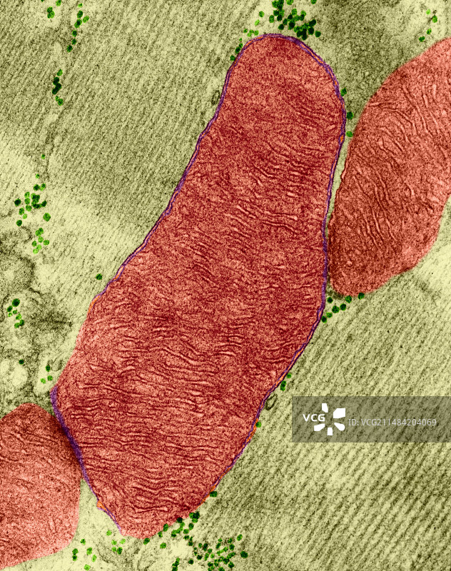心肌细胞线粒体，透射电镜图片素材